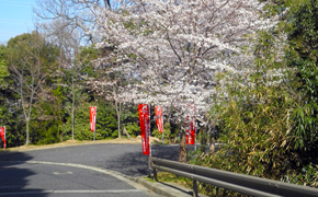 のぼり　赤